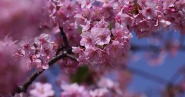 Kawazu parkta çiçek açan kiraz çiçekleri gibi. Yüksek kalite 4K görüntü. Sumida Bölgesi Higashisumida Tokyo Japonya 03.10.2023. Burası Tokyo 'daki Kyunakagawamizube parkı..