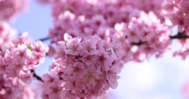 Kawazu parkta çiçek açan kiraz çiçekleri gibi. Yüksek kalite 4K görüntü. Sumida Bölgesi Higashisumida Tokyo Japonya 03.10.2023. Burası Tokyo 'daki Kyunakagawamizube parkı..