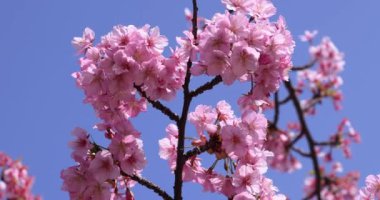 Kawazu parkta çiçek açan kiraz çiçekleri gibi. Yüksek kalite 4K görüntü. Sumida Bölgesi Higashisumida Tokyo Japonya 03.10.2023. Burası Tokyo 'daki Kyunakagawamizube parkı..