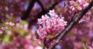 Kawazu parkta çiçek açan kiraz çiçekleri gibi. Yüksek kalite 4K görüntü. Sumida Bölgesi Higashisumida Tokyo Japonya 03.10.2023. Burası Tokyo 'daki Kyunakagawamizube parkı..
