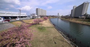 Kawazu parkta çiçek açan kiraz çiçekleri gibi. Yüksek kalite 4K görüntü. Sumida Bölgesi Higashisumida Tokyo Japonya 03.10.2023. Burası Tokyo 'daki Kyunakagawamizube parkı..