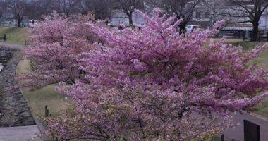 Kawazu parkta çiçek açan kiraz çiçekleri gibi. Yüksek kalite 4K görüntü. Sumida Bölgesi Higashisumida Tokyo Japonya 03.10.2023. Burası Tokyo 'daki Kyunakagawamizube parkı..