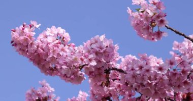 Kawazu parkta çiçek açan kiraz çiçekleri gibi. Yüksek kalite 4K görüntü. Sumida Bölgesi Higashisumida Tokyo Japonya 03.10.2023. Burası Tokyo 'daki Kyunakagawamizube parkı..