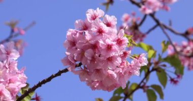 Kawazu parkta çiçek açan kiraz çiçekleri gibi. Yüksek kalite 4K görüntü. Sumida Bölgesi Higashisumida Tokyo Japonya 03.10.2023. Burası Tokyo 'daki Kyunakagawamizube parkı..