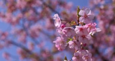 Kawazu parkta çiçek açan kiraz çiçekleri gibi. Yüksek kalite 4K görüntü. Sumida Bölgesi Higashisumida Tokyo Japonya 03.10.2023. Burası Tokyo 'daki Kyunakagawamizube parkı..