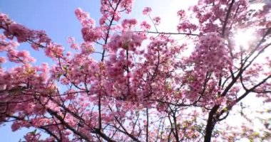 Kawazu parkta çiçek açan kiraz çiçekleri gibi. Yüksek kalite 4K görüntü. Sumida Bölgesi Higashisumida Tokyo Japonya 03.10.2023. Burası Tokyo 'daki Kyunakagawamizube parkı..