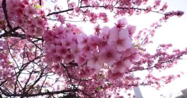 Kawazu parkta çiçek açan kiraz çiçekleri gibi. Yüksek kalite 4K görüntü. Sumida Bölgesi Higashisumida Tokyo Japonya 03.10.2023. Burası Tokyo 'daki Kyunakagawamizube parkı..