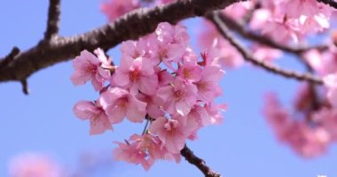 Kawazu parkta çiçek açan kiraz çiçekleri gibi. Yüksek kalite 4K görüntü. Sumida Bölgesi Higashisumida Tokyo Japonya 03.10.2023. Burası Tokyo 'daki Kyunakagawamizube parkı..
