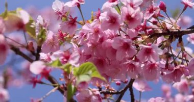 Kawazu parkta çiçek açan kiraz çiçekleri gibi. Yüksek kalite 4K görüntü. Sumida Bölgesi Higashisumida Tokyo Japonya 03.10.2023. Burası Tokyo 'daki Kyunakagawamizube parkı..