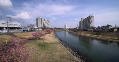 Kawazu parkta çiçek açan kiraz çiçekleri gibi. Yüksek kalite 4K görüntü. Sumida Bölgesi Higashisumida Tokyo Japonya 03.10.2023. Burası Tokyo 'daki Kyunakagawamizube parkı..
