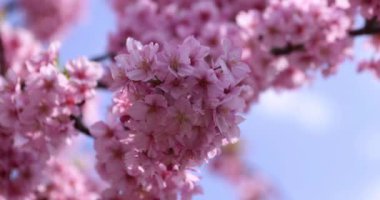 Kawazu parkta çiçek açan kiraz çiçekleri gibi. Yüksek kalite 4K görüntü. Sumida Bölgesi Higashisumida Tokyo Japonya 03.10.2023. Burası Tokyo 'daki Kyunakagawamizube parkı..