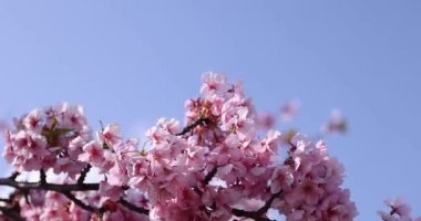 Kawazu parkta çiçek açan kiraz çiçekleri gibi. Yüksek kalite 4K görüntü. Sumida Bölgesi Higashisumida Tokyo Japonya 03.10.2023. Burası Tokyo 'daki Kyunakagawamizube parkı..