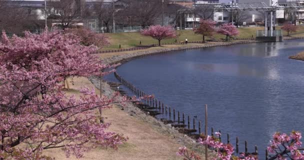 Kawazu Cherry Blossoms Full Bloom Park High Quality Footage Sumida — Stock Video