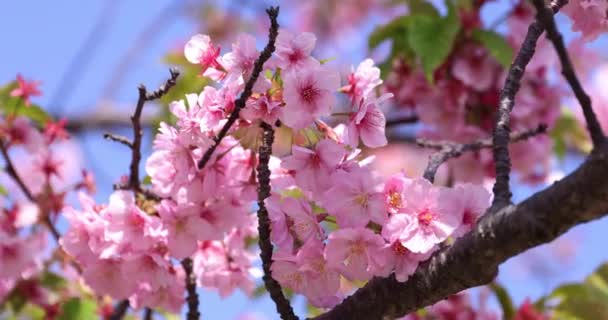 벚꽃은 공원에서 피어나고 있습니다 고품질 히가시스미다 2023 여기는 도쿄에 Kyunakagawamizube — 비디오