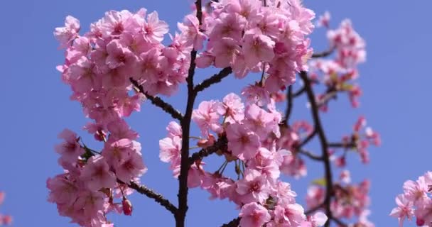 Die Kawazu Kirsche Blüht Park Voller Blüte Hochwertiges Filmmaterial Sumida — Stockvideo