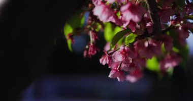 Kawazu kiraz çiçeklerinin 2x yavaş çekimleri yakın çekim elde taşınır. Yüksek kalite 4K görüntü. Koto Bölgesi Kiba Tokyo Japonya 03.14.2023
