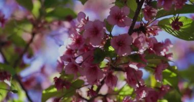Kawazu kiraz çiçeklerinin 2x yavaş çekimleri yakın çekim elde taşınır. Yüksek kalite 4K görüntü. Koto Bölgesi Kiba Tokyo Japonya 03.14.2023