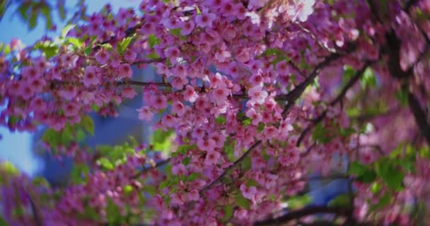 Slow Motion Kawazu Cherry Blossoms Close Handheld High Quality Footage — Stock Video