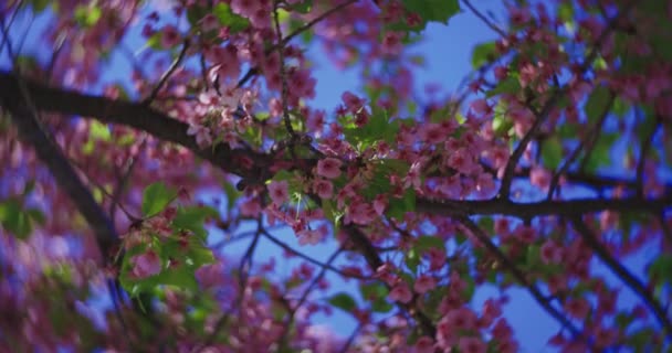 Mișcare Lentă Ori Florilor Cireșe Kawazu Închide Portabil Imagini Înaltă — Videoclip de stoc