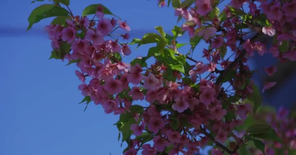 Slow Motion Kawazu Cherry Blossoms Close Handheld High Quality Footage — Stock Video