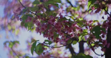 Kawazu kiraz çiçeklerinin 2x yavaş çekimleri yakın çekim elde taşınır. Yüksek kalite 4K görüntü. Koto Bölgesi Kiba Tokyo Japonya 03.14.2023