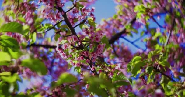 Cámara Lenta Flores Cerezo Kawazu Cerca Mano Imágenes Alta Calidad — Vídeos de Stock