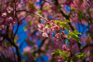 Kawazu cherry blossoms swirly blur in spring season close up. High quality photo. Koto district Kiba Tokyo Japan 03.14.2023 clipart