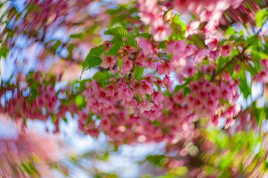 Kawazu kiraz çiçekleri bahar mevsiminde bulanıklaşır. Yüksek kalite fotoğraf. Koto Bölgesi Kiba Tokyo Japonya 03.14.2023