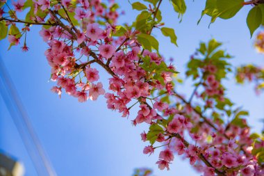 Bahar mevsiminde Kawazu kiraz çiçekleri açar. Yüksek kalite fotoğraf. Koto Bölgesi Kiba Tokyo Japonya 03.14.2023