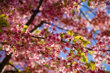 Bahar mevsiminde Kawazu kiraz çiçekleri açar. Yüksek kalite fotoğraf. Koto Bölgesi Kiba Tokyo Japonya 03.14.2023