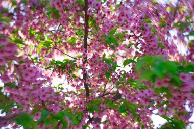 Kawazu kiraz çiçekleri bahar mevsiminde bulanıklaşır. Yüksek kalite fotoğraf. Koto Bölgesi Kiba Tokyo Japonya 03.14.2023