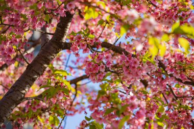 Bahar mevsiminde Kawazu kiraz çiçekleri açar. Yüksek kalite fotoğraf. Koto Bölgesi Kiba Tokyo Japonya 03.14.2023