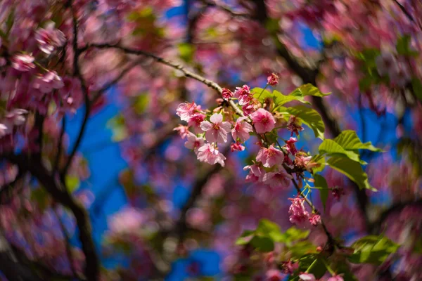 Цвіт Рослини Кавадзу Швидко Розмивається Весняний Сезон Високоякісне Фото Район — стокове фото