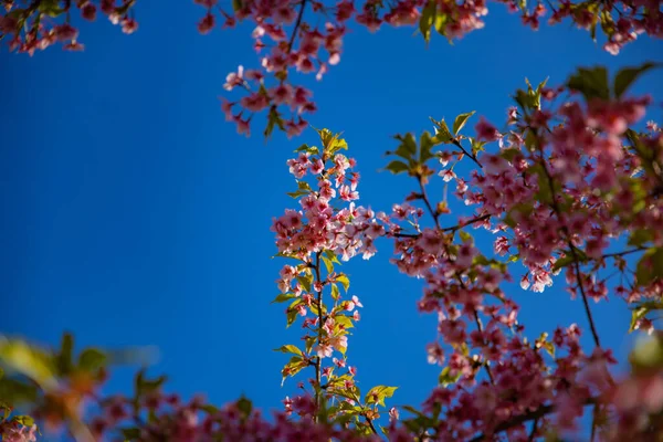 川祖樱花在春季开花 高质量的照片 Koto District Kiba Tokyo Japan 2023 — 图库照片