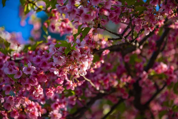 Bahar Mevsiminde Kawazu Kiraz Çiçekleri Kapanıyor Yüksek Kalite Fotoğraf Koto — Stok fotoğraf