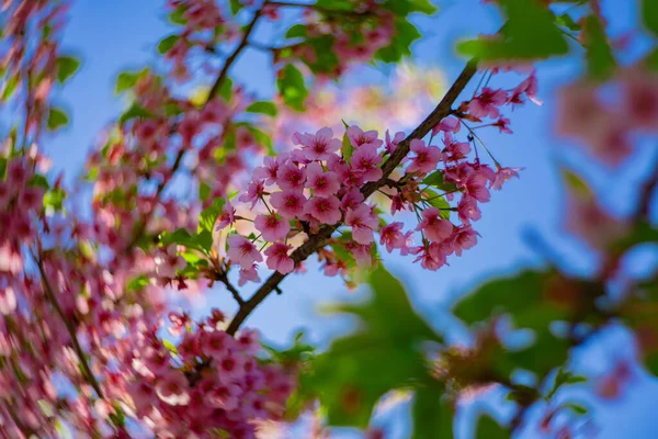 春になると川津桜が渦巻く姿が終わります 高品質の写真 江東区木場東京都03 2023 — ストック写真