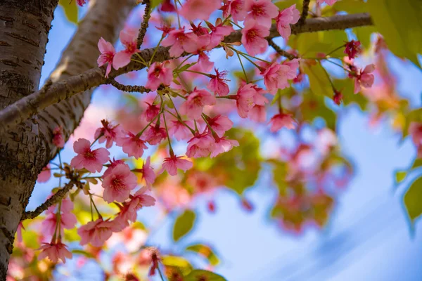 Вишня Кавазу Расцветает Весной Крупным Планом Высококачественное Фото Район Кото — стоковое фото
