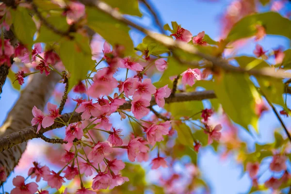 Άνθη Κερασιάς Kawazu Την Ανοιξιάτικη Περίοδο Κλείνουν Υψηλής Ποιότητας Φωτογραφία — Φωτογραφία Αρχείου