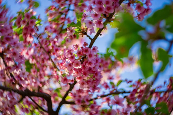 Flores Cereja Kawazu Borram Swirly Estação Primavera Fecham Foto Alta — Fotografia de Stock