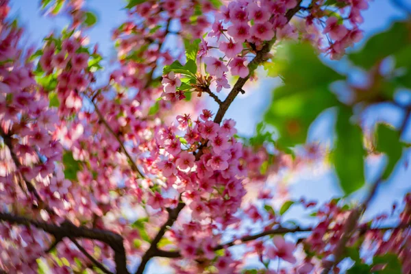 카와즈 벚꽃은 가까워 소용돌이치듯 부풀어 오른다 고품질 2023 — 스톡 사진