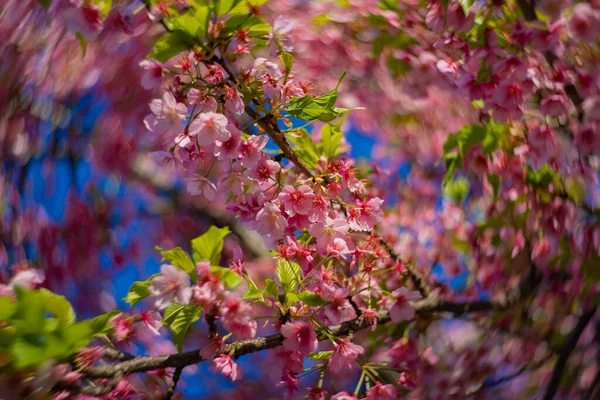 Kawazu Wiśnia Kwiaty Wirują Rozmyte Sezonie Wiosennym Zamknąć Wysokiej Jakości — Zdjęcie stockowe