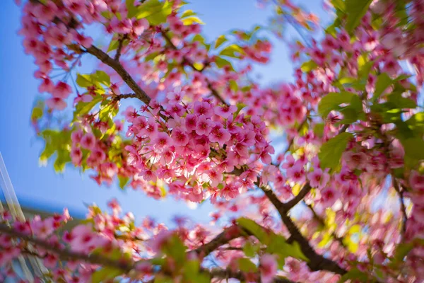 川祖樱花在春季旋涡模糊 高质量的照片 Koto District Kiba Tokyo Japan 2023 — 图库照片