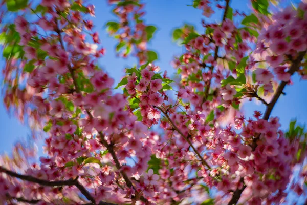 春になると川津桜が渦巻く姿が終わります 高品質の写真 江東区木場東京都03 2023 — ストック写真