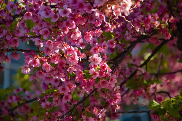 Wiśniowe Kwiaty Wiśni Kawazu Zamykają Się Wiosnę Wysokiej Jakości Zdjęcie — Zdjęcie stockowe