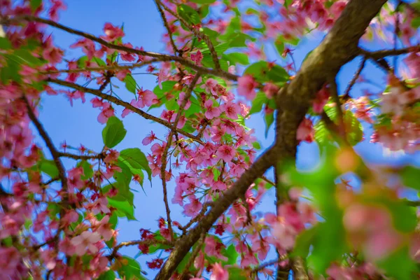 Kawazu Körsbär Blommar Snabbt Vårsäsongen Närbild Högkvalitativt Foto Koto Distriktet — Stockfoto
