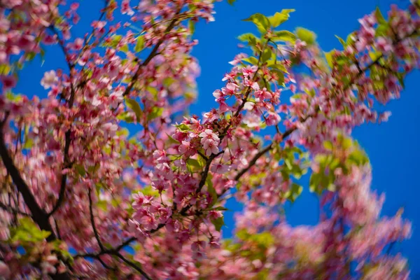 Kawazu Kiraz Çiçekleri Bahar Mevsiminde Bulanıklaşır Yüksek Kalite Fotoğraf Koto — Stok fotoğraf
