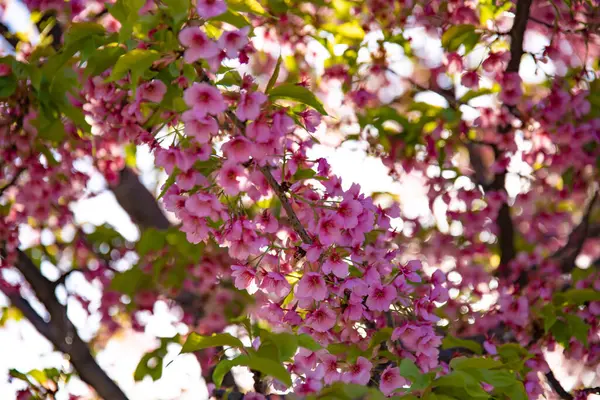 Άνθη Κερασιάς Kawazu Την Ανοιξιάτικη Περίοδο Υψηλής Ποιότητας Φωτογραφία Περιφέρεια — Φωτογραφία Αρχείου