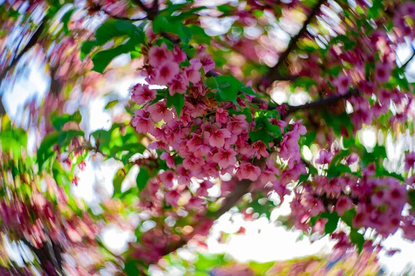 Kawazu Třešňové Květy Víří Rozmazané Jarním Období Zblízka Kvalitní Fotka — Stock fotografie