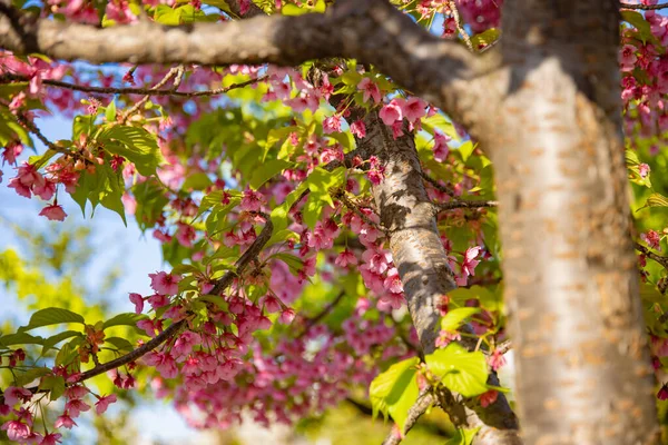 Άνθη Κερασιάς Kawazu Την Ανοιξιάτικη Περίοδο Υψηλής Ποιότητας Φωτογραφία Περιφέρεια — Φωτογραφία Αρχείου