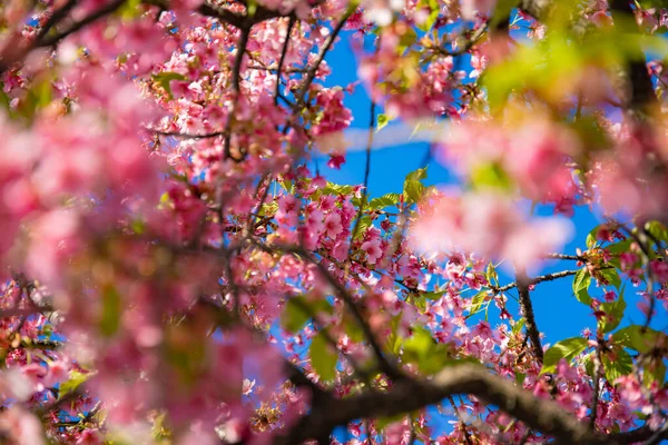 川祖樱花在春季开花 高质量的照片 Koto District Kiba Tokyo Japan 2023 — 图库照片